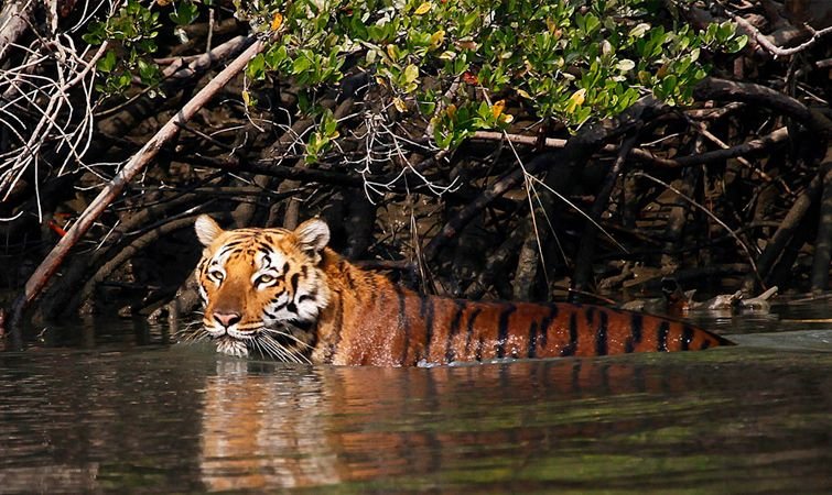 Sundarban